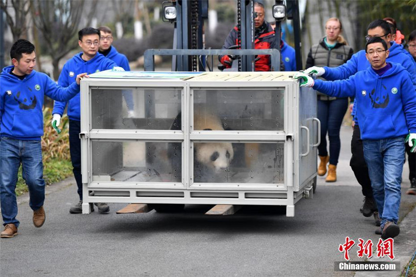 Panda-Paar verlässt China in Richtung Finnland für 15-jähriges Forschungsprogramm