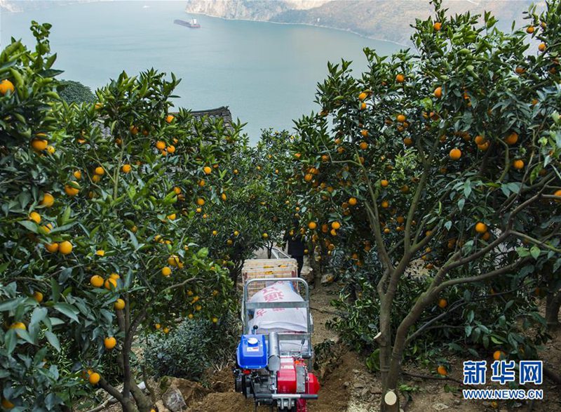 Chinas Heimatstadt der Orangen
