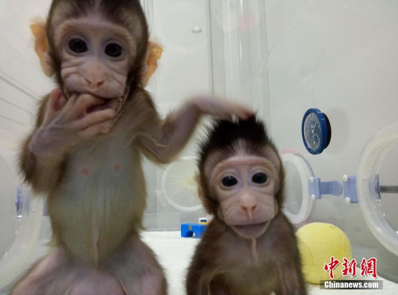 Chinesische Wissenschaftler klonen erfolgreich einen Affen