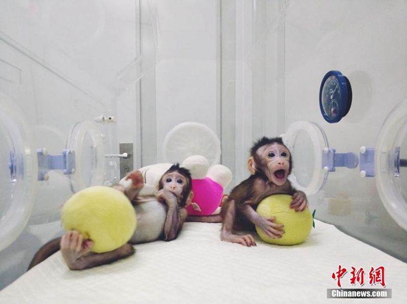 Chinesische Wissenschaftler klonen erfolgreich einen Affen