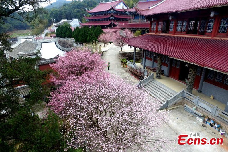 Pflaumenblüten im Linyang-Tempel