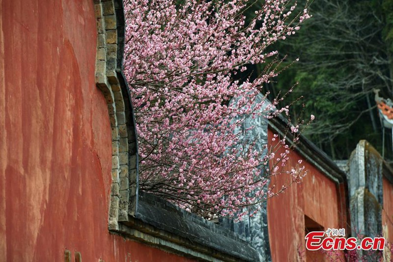 Pflaumenblüten im Linyang-Tempel