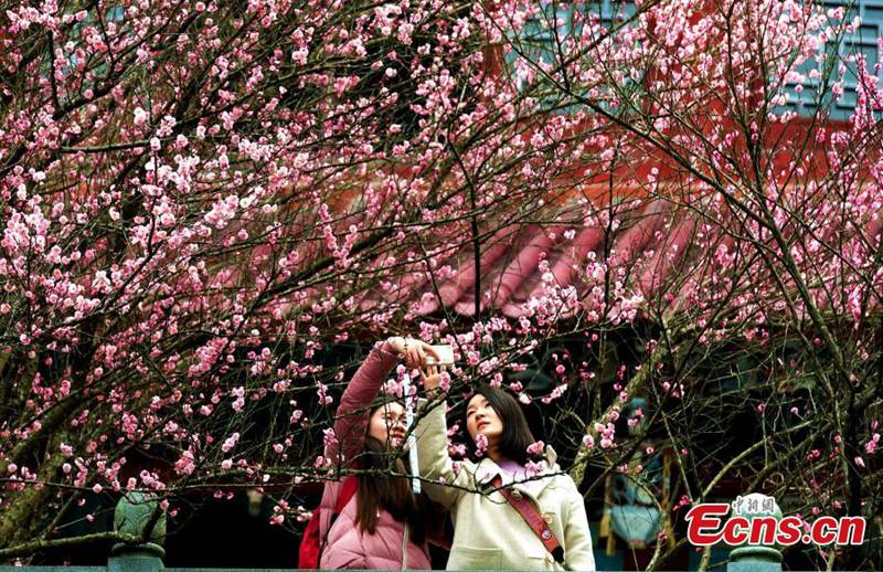 Pflaumenblüten im Linyang-Tempel