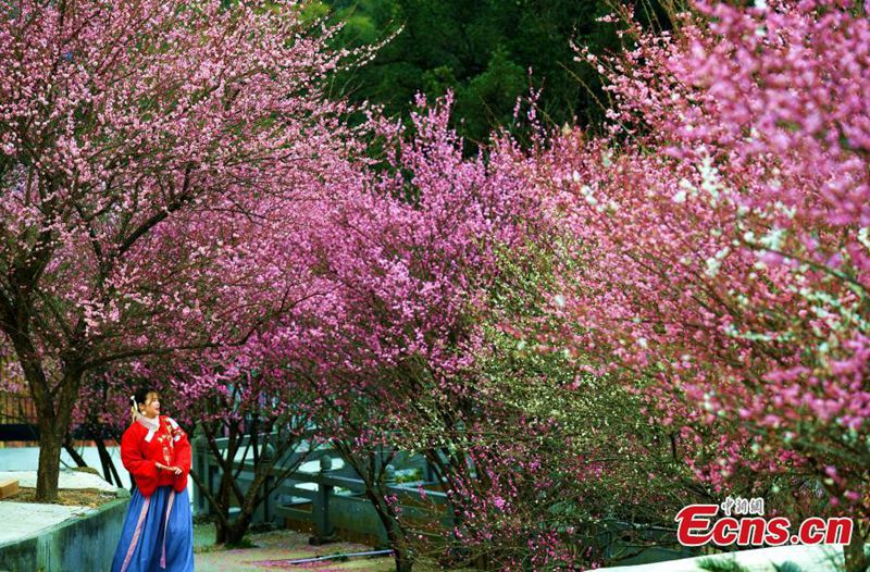 Pflaumenblüten im Linyang-Tempel