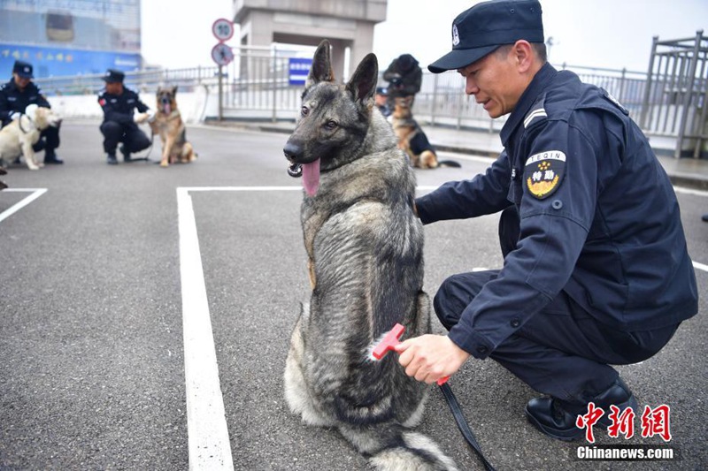 Diensthunde sollen für Sicherheit im Bahnhof sorgen 