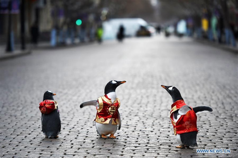 Pinguine in Tang-Anzug in Harbin