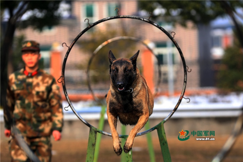 Polizeihunde：Helfer in der Not