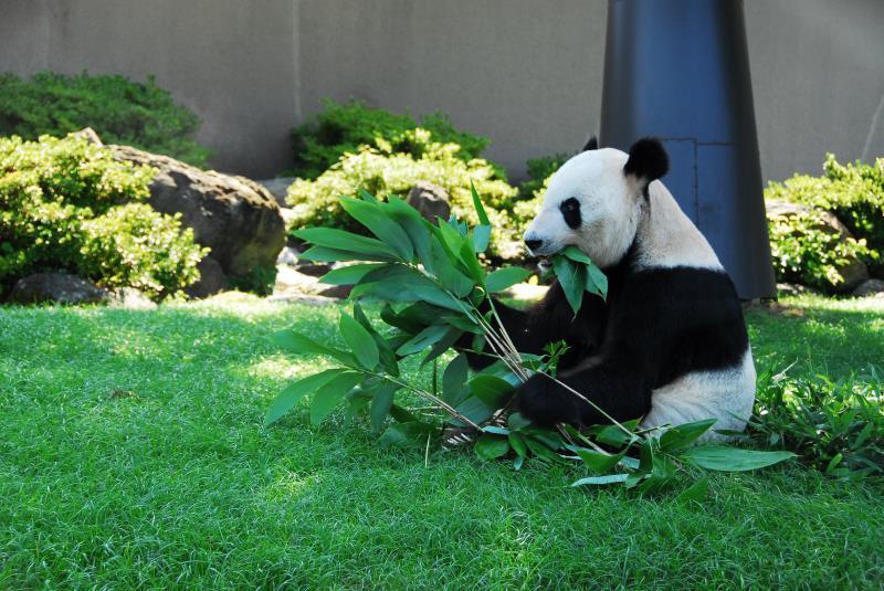Panda Eimei erhält höchste Tierauszeichnung in Japan