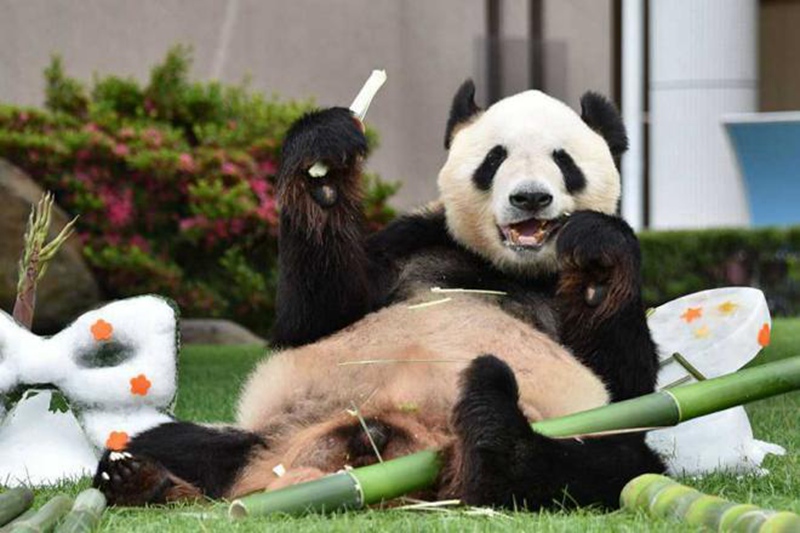 Panda Eimei erhält höchste Tierauszeichnung in Japan