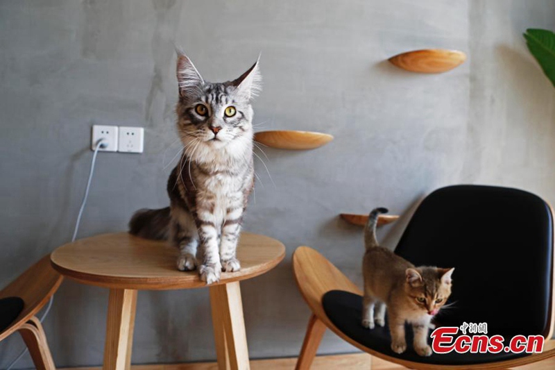 Katzen-Café entspannt die Kunden 