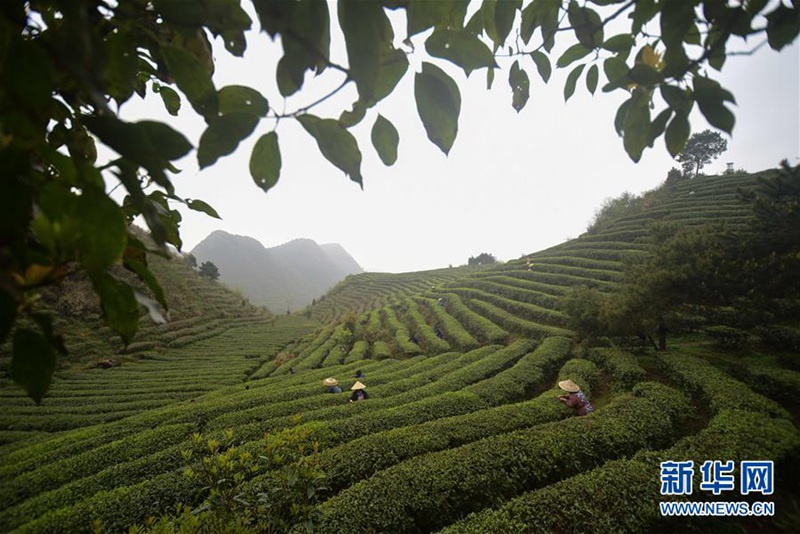 Bauern pflücken Tee in Südchina