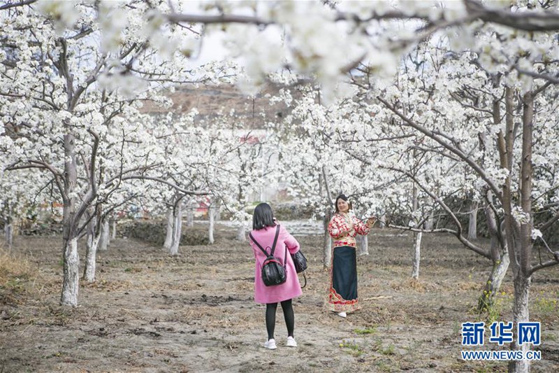 Schöne Birnenblüten in Sichuan