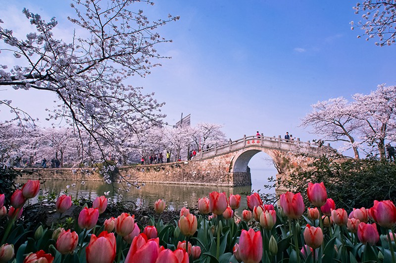 Schöne Kirschblüten in Wuxi
