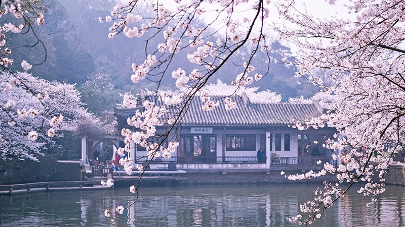 Schöne Kirschblüten in Wuxi