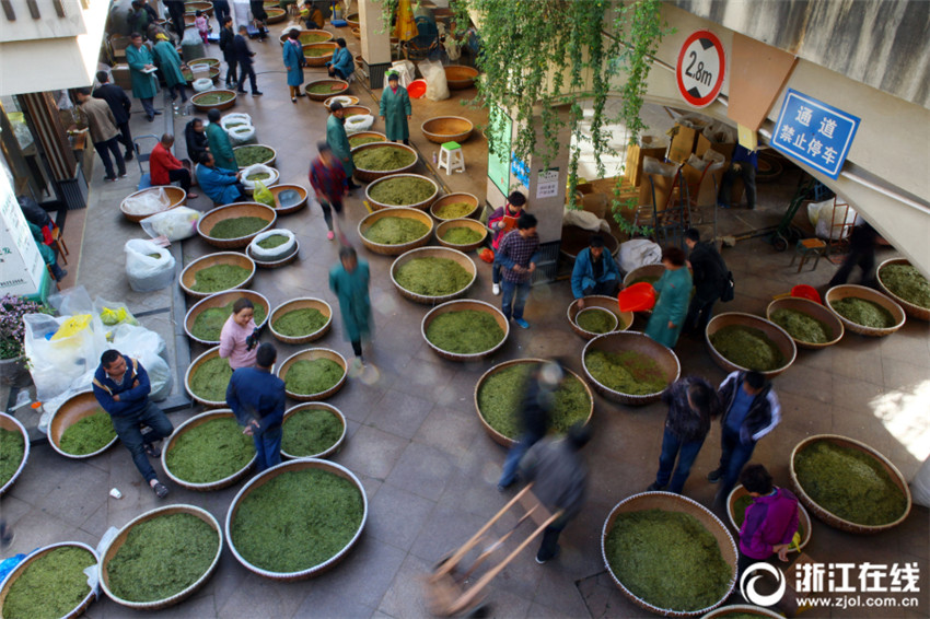Teekultur in Zhejiang