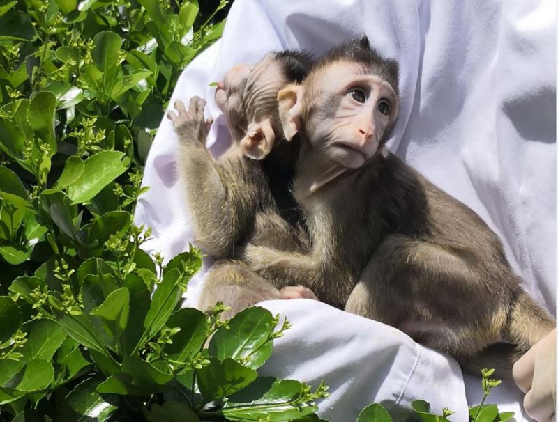 Die ersten geklonten Affen genießen den Sonnenschein