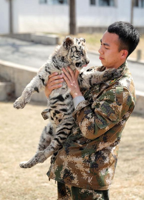 Tierpfleger kümmert sich um neugeborene Tigerjungen