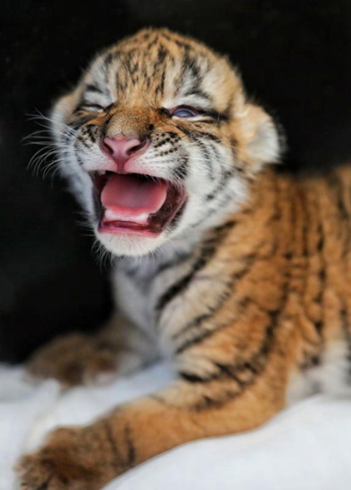 Tierpfleger kümmert sich um neugeborene Tigerjungen