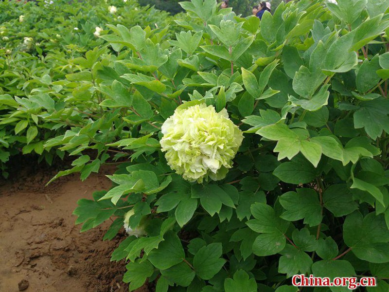 Blütenpracht im Internationalen Pfingstrosengarten Luoyang