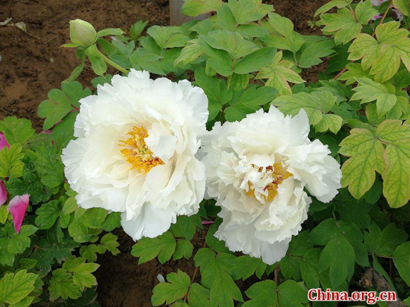 Blütenpracht im Internationalen Pfingstrosengarten Luoyang