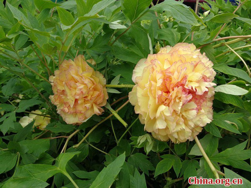 Blütenpracht im Internationalen Pfingstrosengarten Luoyang