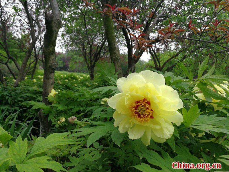 Blütenpracht im Internationalen Pfingstrosengarten Luoyang