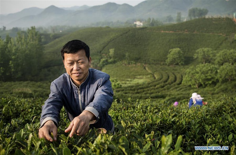 Teeplantagen bieten Arbeitsplätze für arme Haushalte in Henan