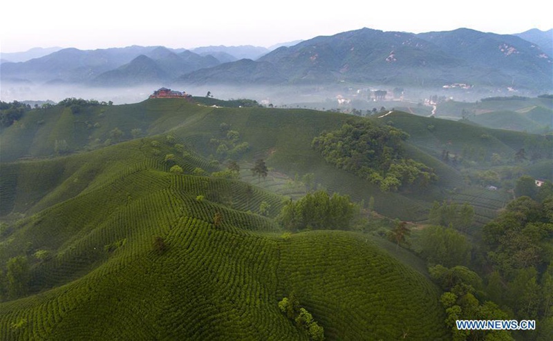 Teeplantagen bieten Arbeitsplätze für arme Haushalte in Henan