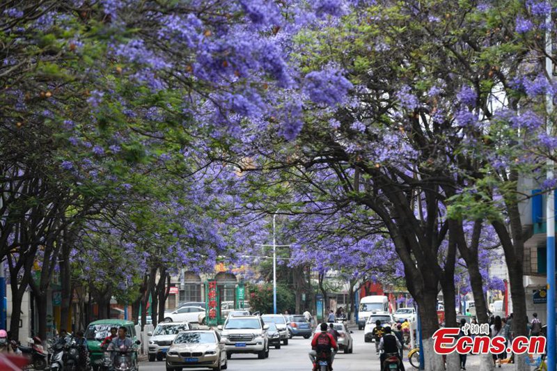In Kunming stehen die Jacarandabäume in voller Blüte