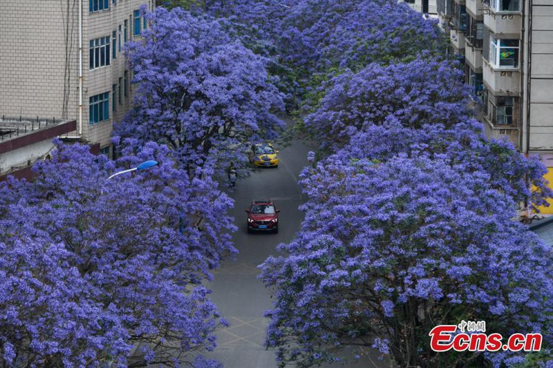 In Kunming stehen die Jacarandabäume in voller Blüte