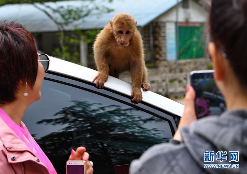 Wuyishan in Fujian: Affen und Menschen leben in Harmonie miteinander