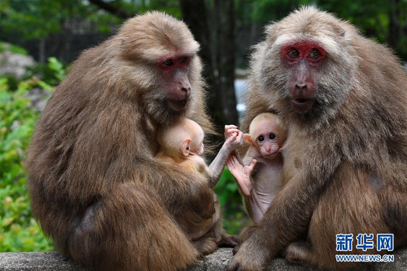 Wuyishan in Fujian: Affen und Menschen leben in Harmonie miteinander