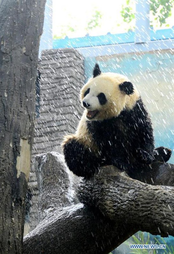 Ein Panda nimmt während der Hitzewelle im Beijing-Zoo eine Dusche 