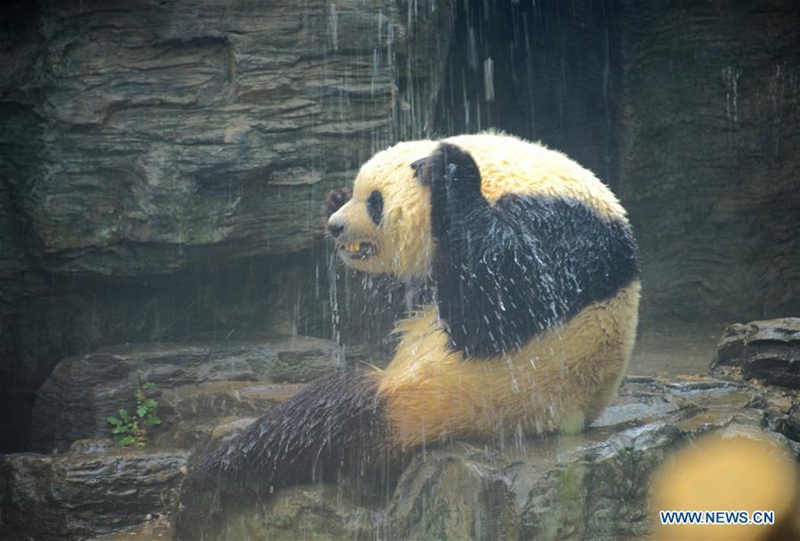 Ein Panda nimmt während der Hitzewelle im Beijing-Zoo eine Dusche 
