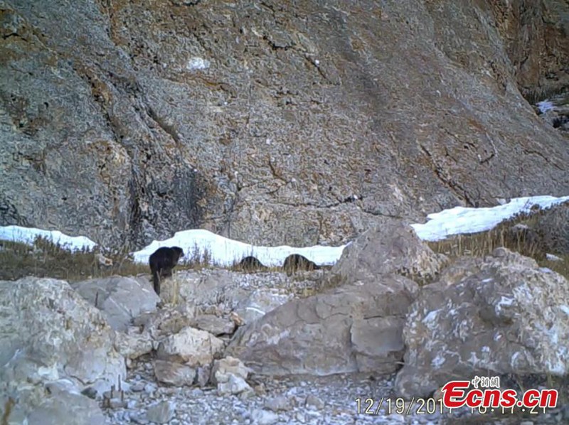 Seltene Wildtiere in tibetischem Naturschutzgebiet gesichtet