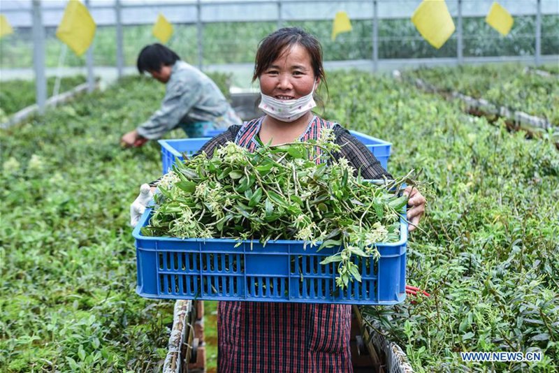 Technik fördert die Erträge der Agrikultur in der Provinz Zhejiang