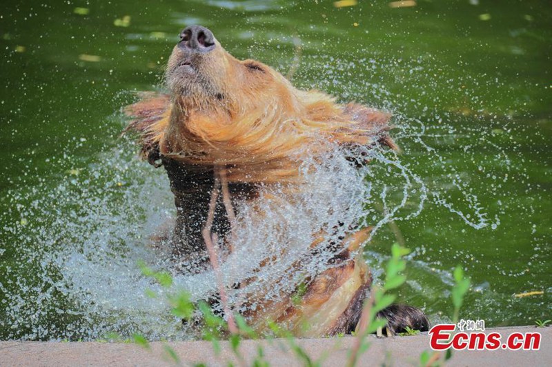 Tiere in Tianjin leiden unter Hitzewelle