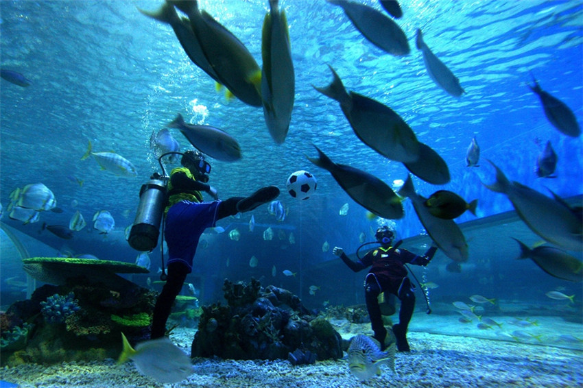 Taucher spielen im Ocean Park im ostchinesischen Shandong unter Wasser Fußball