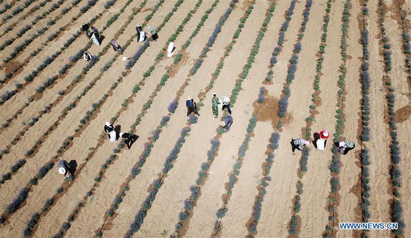 Umweltbasis in Ningxia transformiert Wüste in Ozean aus Lavendel