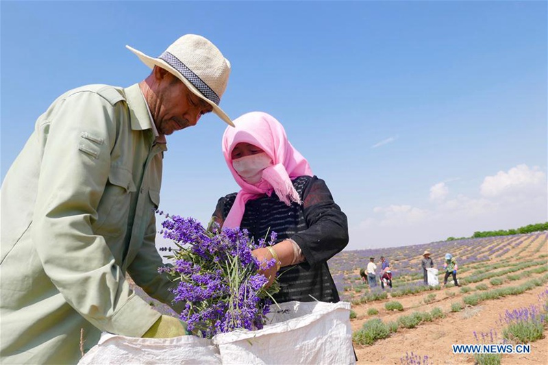 Umweltbasis in Ningxia transformiert Wüste in Ozean aus Lavendel