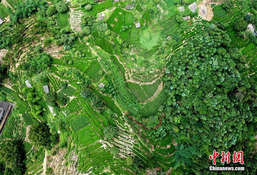 Schöne Luftaufnahmen von Teeplantage in Fujian