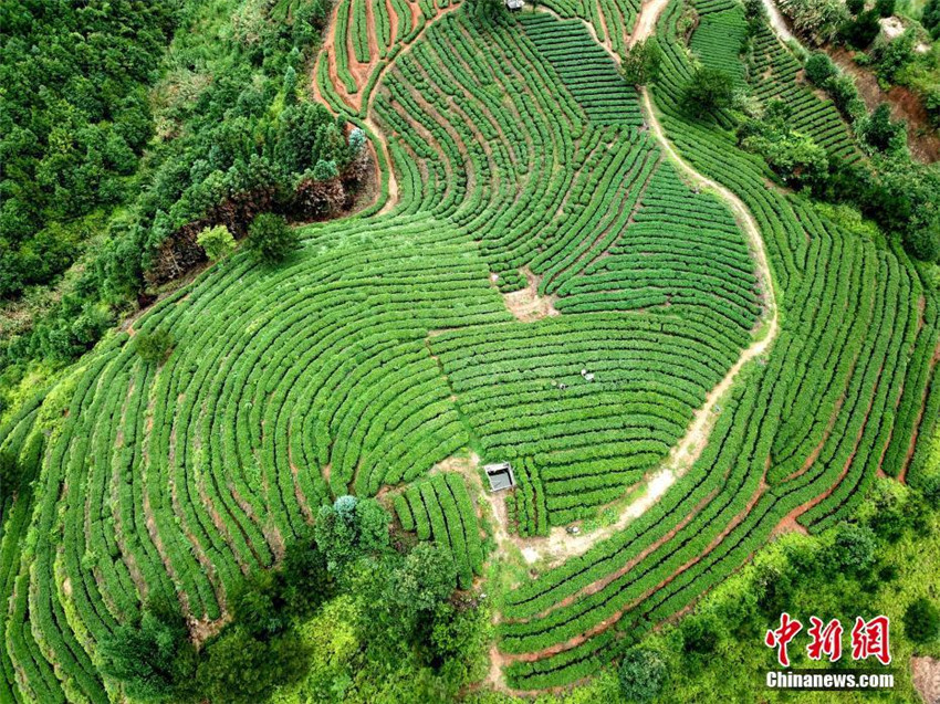 Schöne Luftaufnahmen von Teeplantage in Fujian