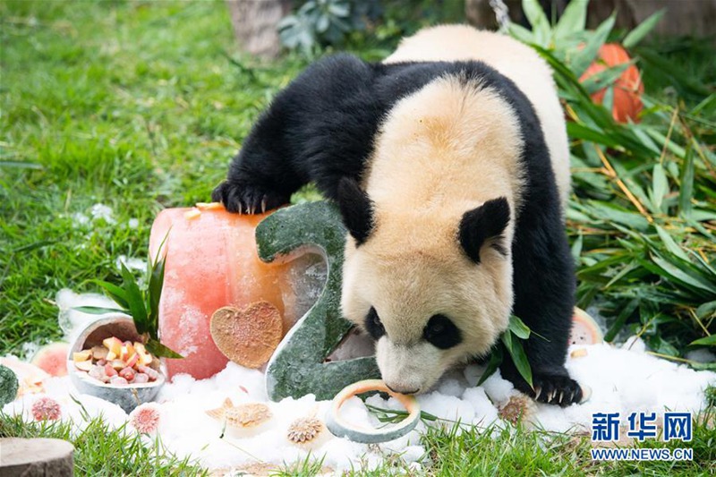 Macao: Pandazwillinge feiern ihren zweiten Geburtstag