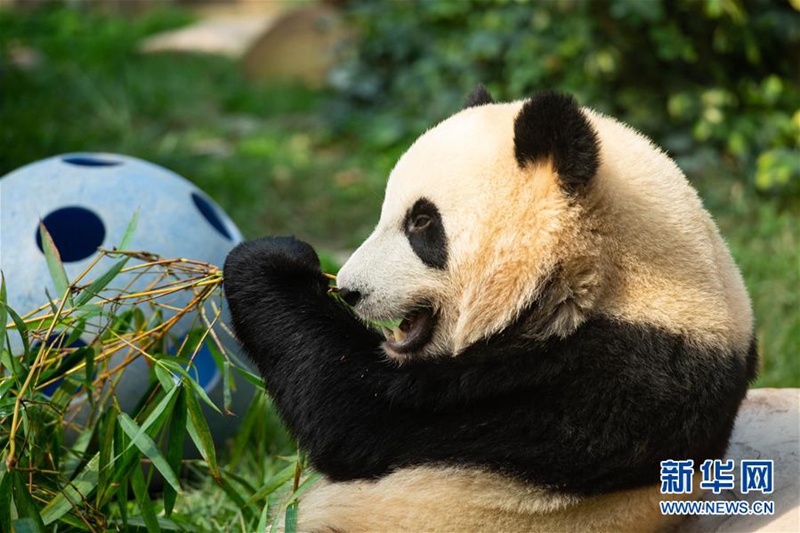 Macao: Pandazwillinge feiern ihren zweiten Geburtstag