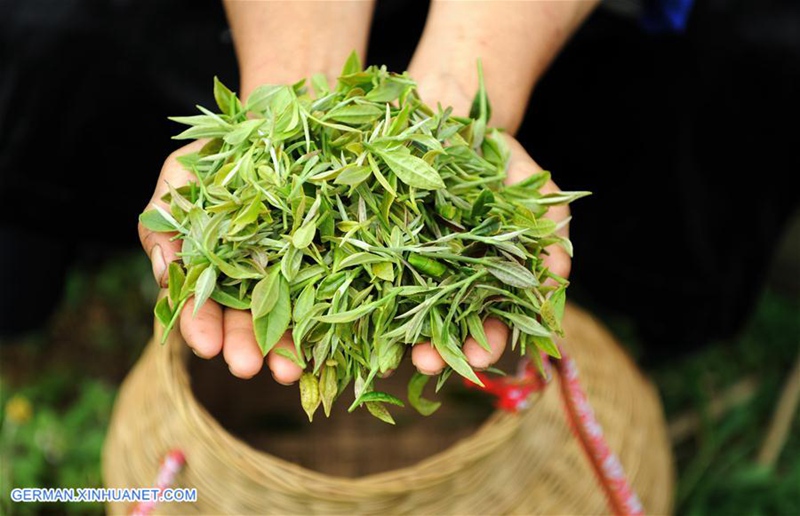 Kreis Danzhai ändert Teeplantagenmanagementmodus zur Förderung der Armutsbekämpfung