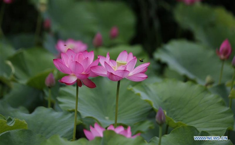 Lotusblumen im Sommer