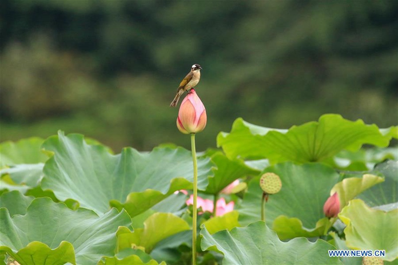 Lotusblumen im Sommer
