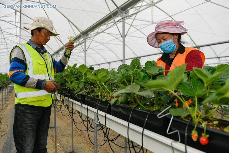 Grüne Industrie in Tibet dient Einkommenswachstum der Einwohner