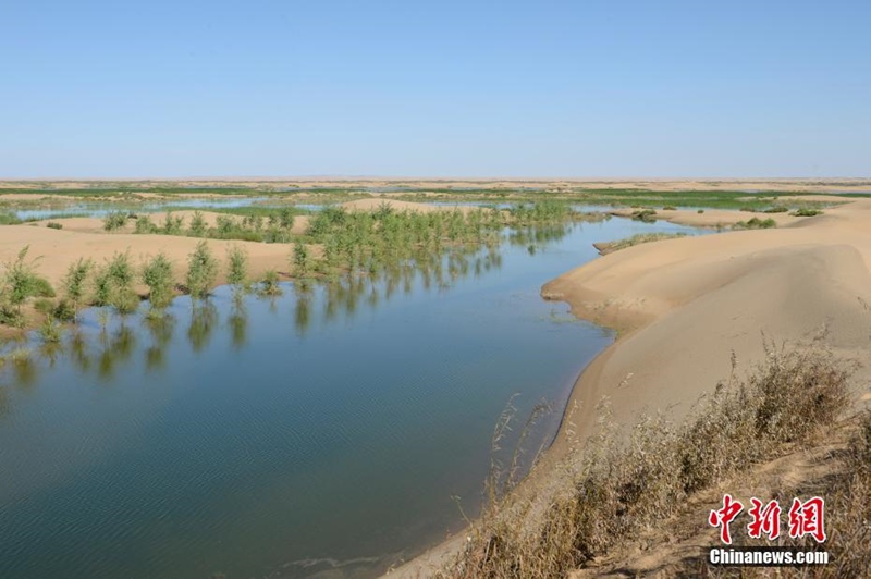 Die siebtgrößte Wüste Chinas wird grüner