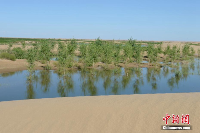 Die siebtgrößte Wüste Chinas wird grüner